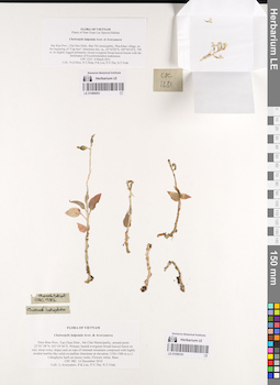 LE 01059191