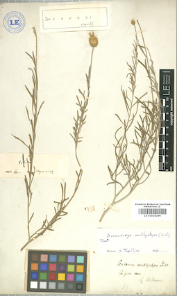 LE 01010244