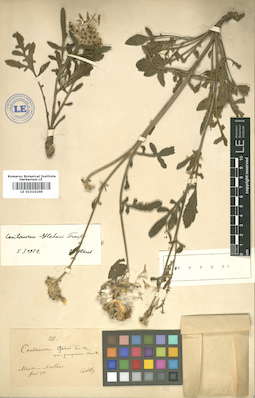 LE 01010249
