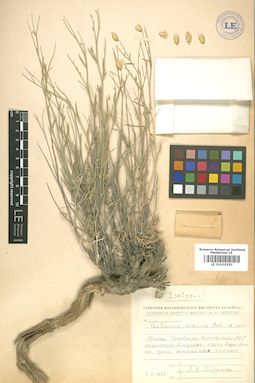 LE 01010253