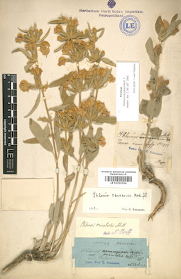 LE 01010334