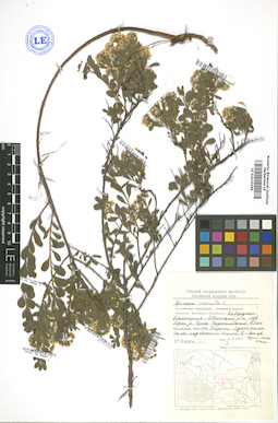 LE 01010366