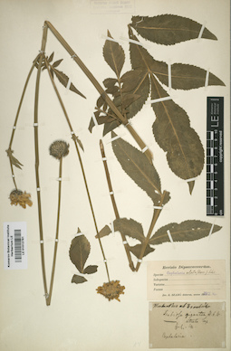 LE 01012781