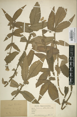 LE 01012783