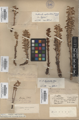 LE 01015370