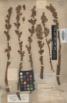 LE 01015385
