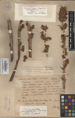 LE 01015386