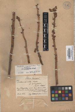 LE 01015387