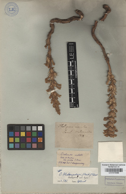 LE 01015388