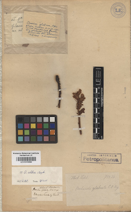 LE 01015394