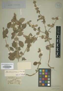 LE 01015454