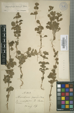 LE 01015462