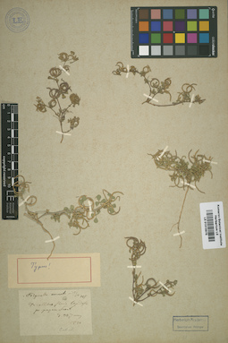 LE 01015975