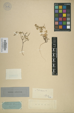 LE 01015981