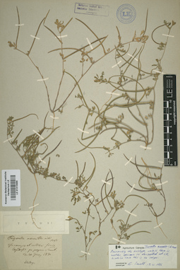 LE 01015985