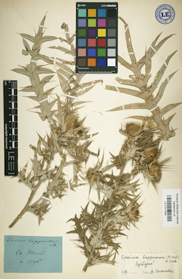 LE 01017954