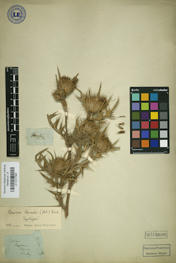 LE 01017955