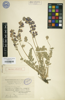 LE 01017981