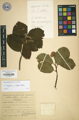 LE 01025613