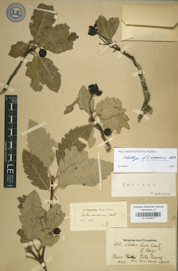 LE 01025617