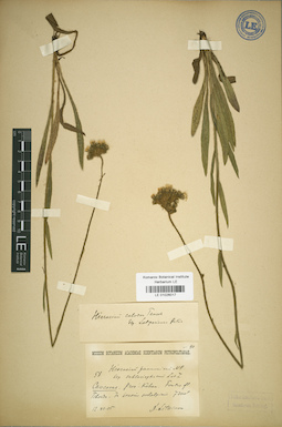 LE 01026017