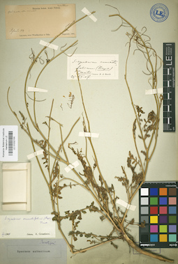 LE 01032155