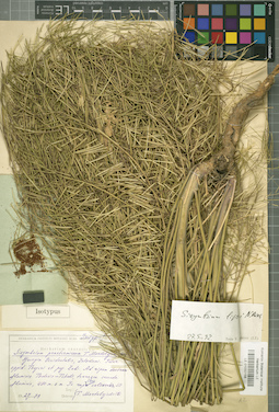 LE 01032158