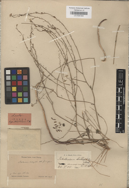 LE 01041303