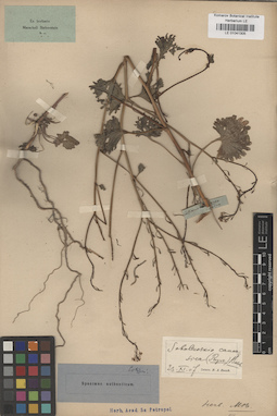 LE 01041305