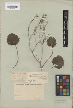 LE 01041306