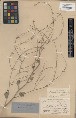 LE 01041307