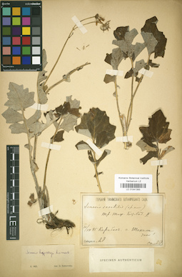 LE 01041393