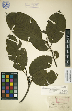 LE 01042932