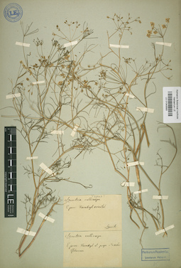 LE 01043593