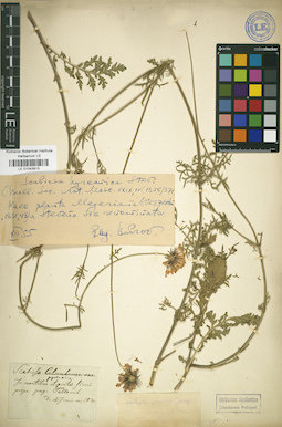 LE 01043815