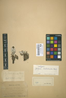 LE 01053019