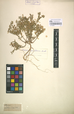 LE 01053021