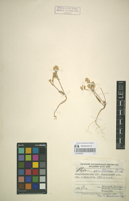 LE 01053035