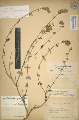 LE 01064166