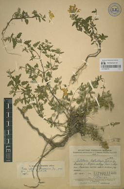 LE 01064176