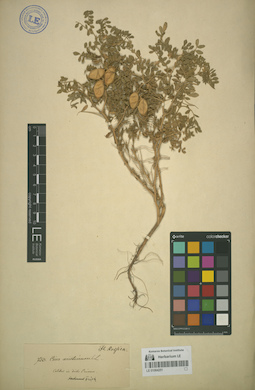 LE 01064251