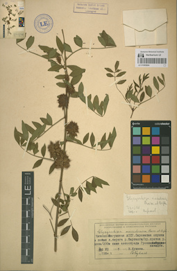 LE 01065604