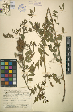 LE 01065613