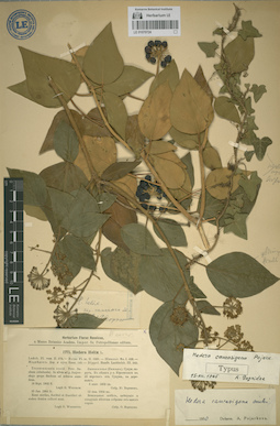 LE 01070724