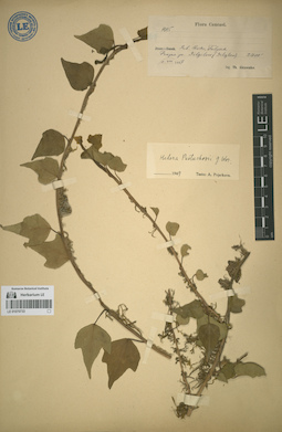 LE 01070733