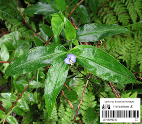 LE 01093032