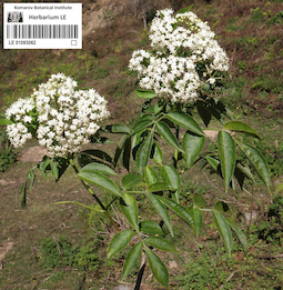 LE 01093062