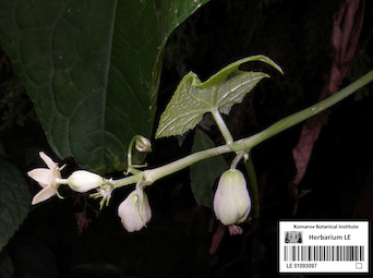 LE 01093097