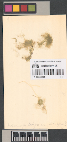 LE A0000011