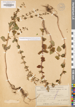 LE 01026186